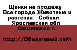 Щенки на продажу - Все города Животные и растения » Собаки   . Ярославская обл.,Фоминское с.